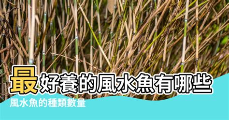 風水魚數量|風水魚：多少最旺宅？